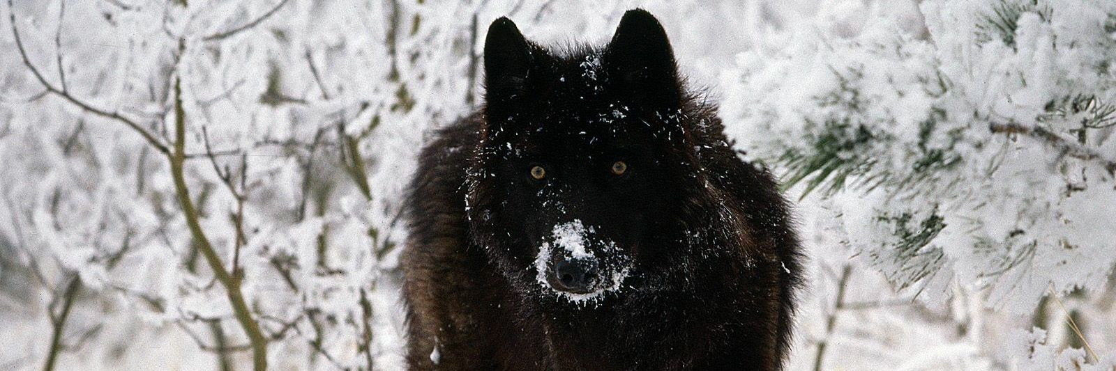 WolfySirius's profile banner image