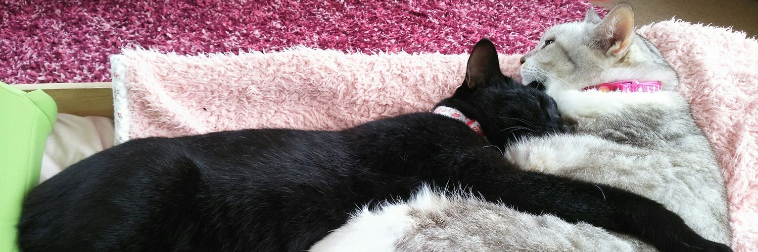 ひめはるみちるにゃん banner