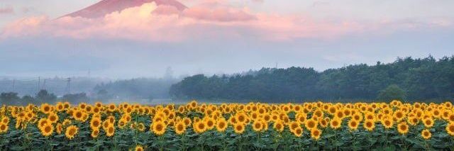 _soficap's profile banner image
