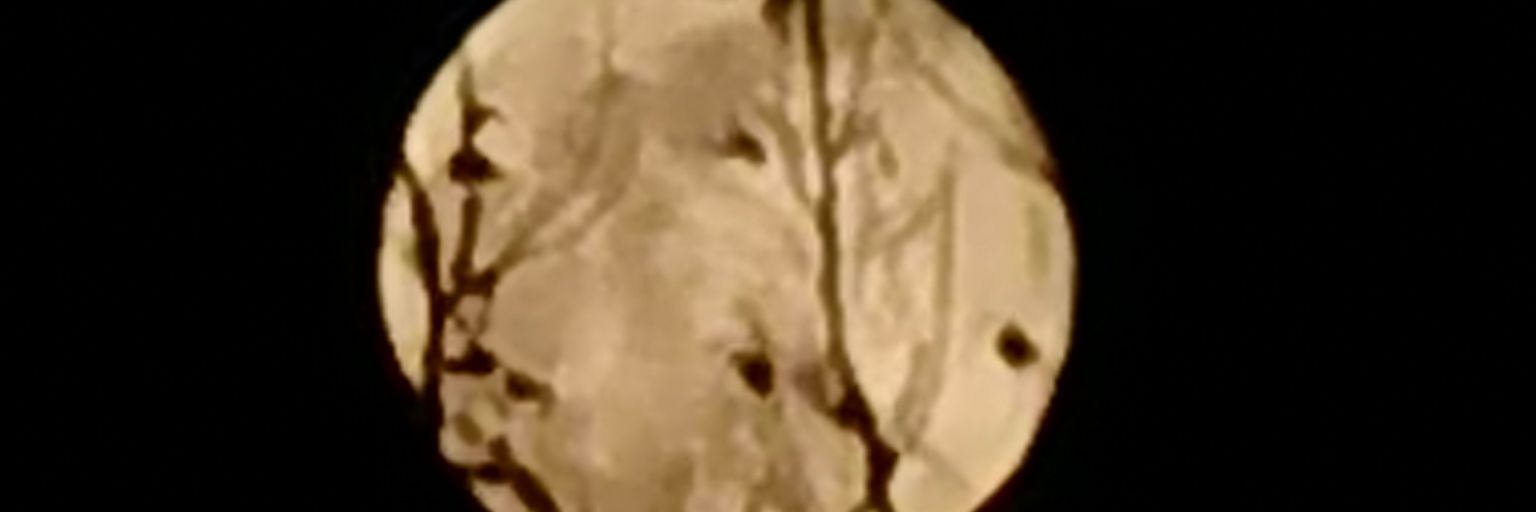 satypanchez's profile banner image
