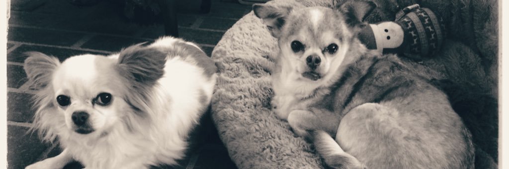 Dizzle banner