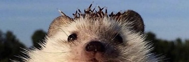 7ronnCatt's profile banner image