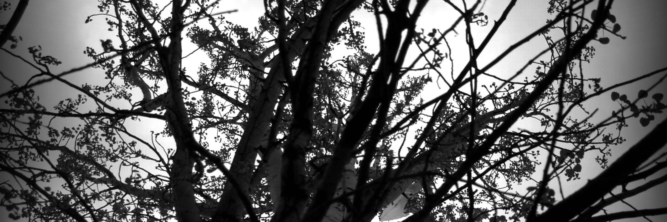 DeerStaff's profile banner image