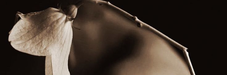 Taty 🌹🌹 banner