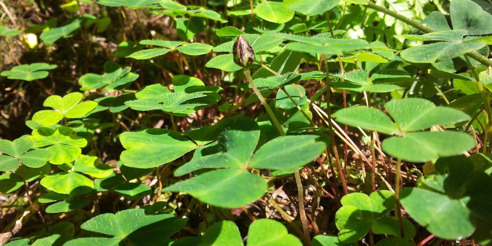 niall o'sullivan banner