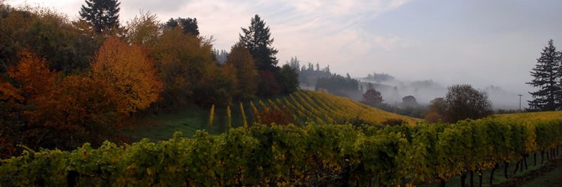 chehalemwines's profile banner image