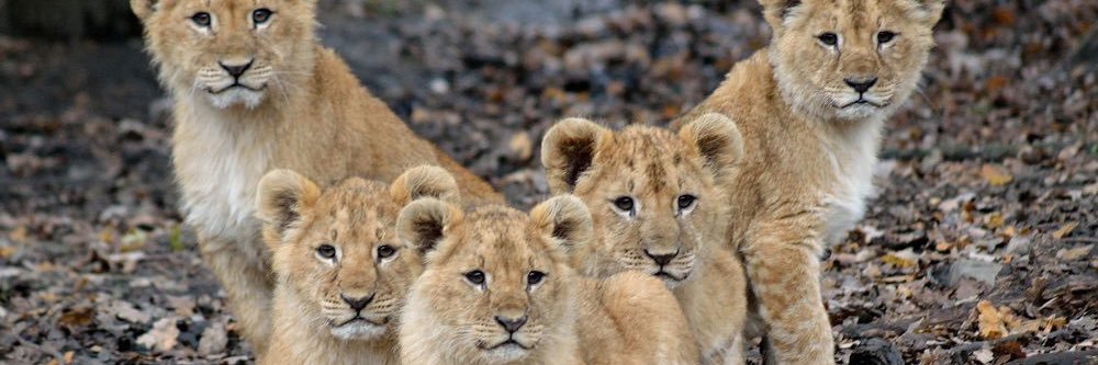 Tigon 🐯🦁 banner
