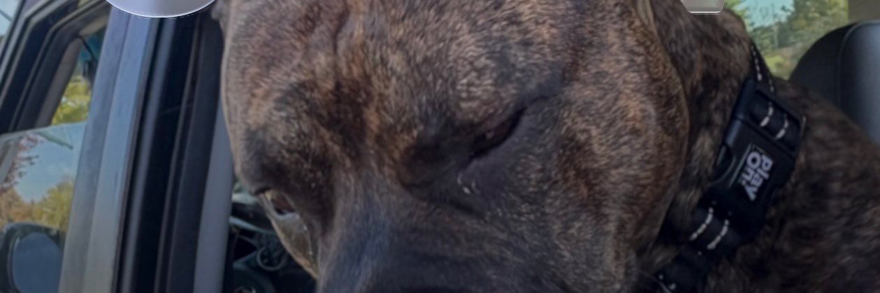 dishonorary's profile banner image