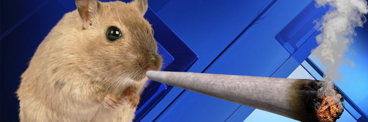 Gibby banner