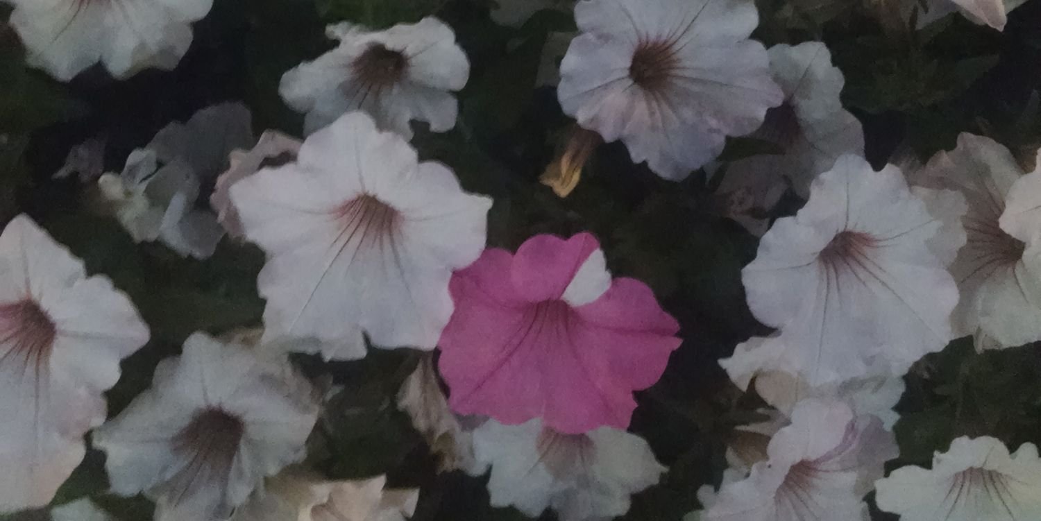 VictoriaBurl's profile banner image
