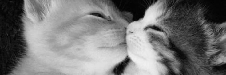 baby. banner