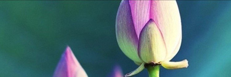 kavyashreethota's profile banner image