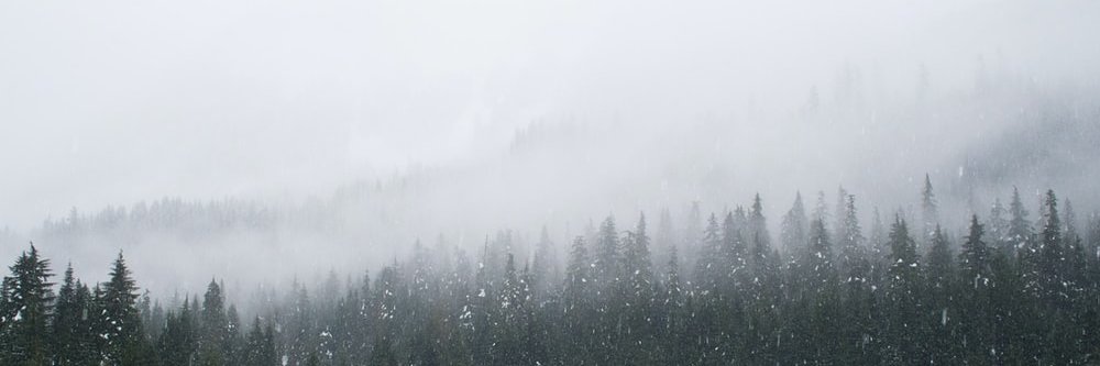 Scaaaaaaarlet's profile banner image