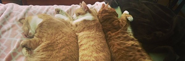 TinyBillyShow Profile Banner