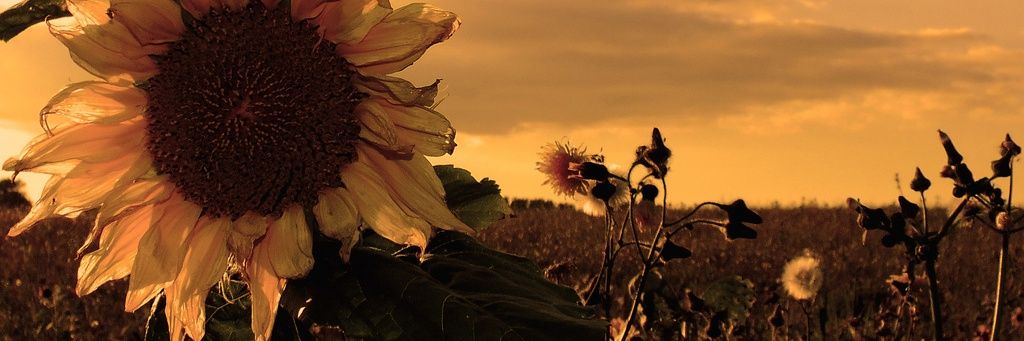 meghjarv's profile banner image