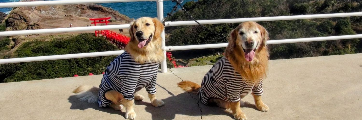 進撃の大型犬 banner