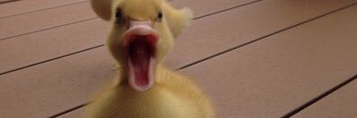 PublixChicken's profile banner image