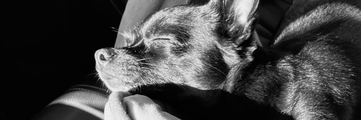 SavannahFoley's profile banner image