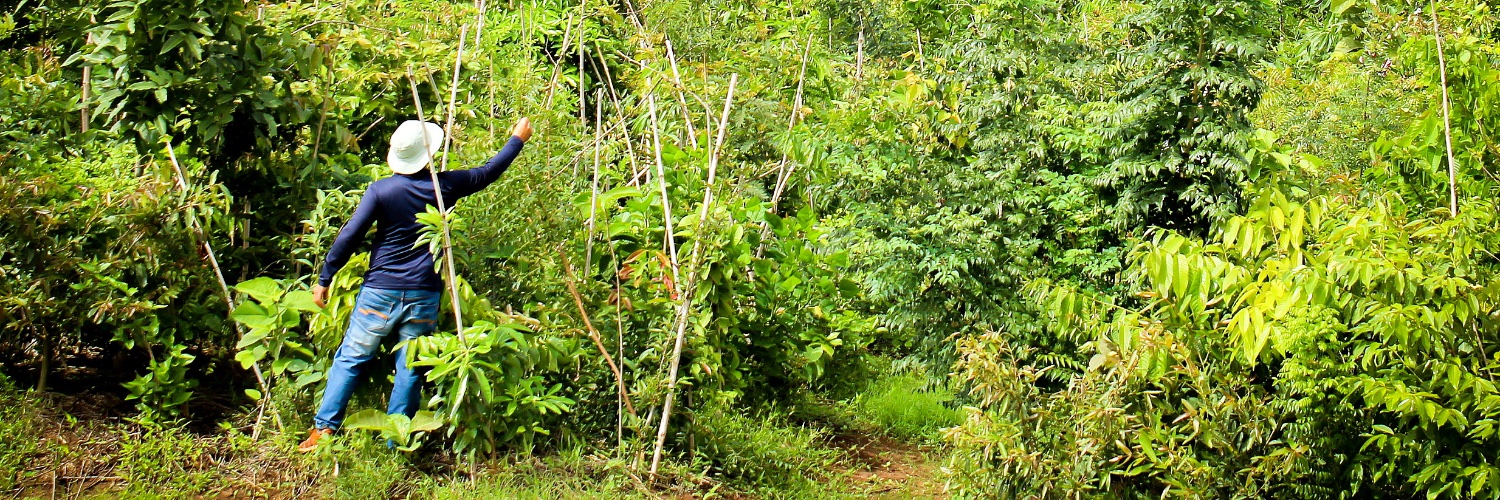 afforestt's profile banner image