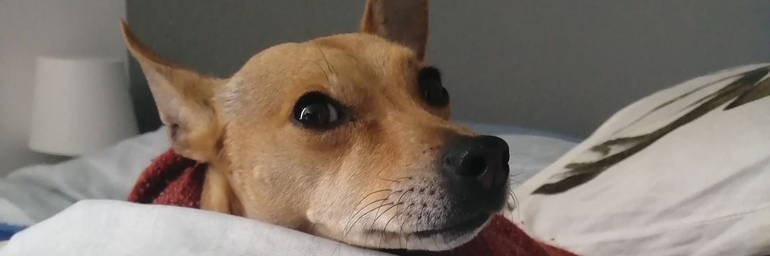olimacadasop's profile banner image