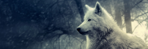 Canidas Profile Banner