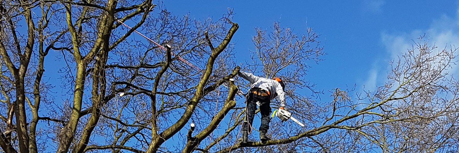 London_Trees's profile banner image