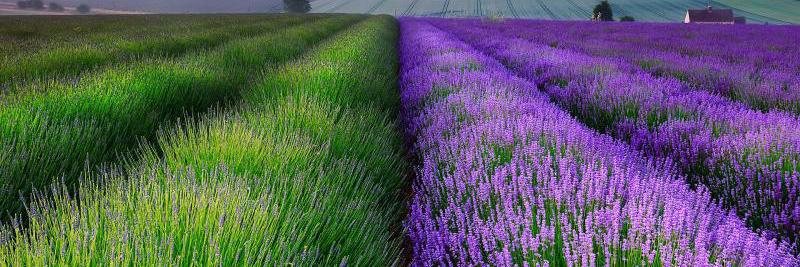 Nicolas de Chateleux banner