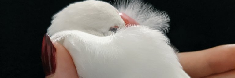 mi_yo_n's profile banner image
