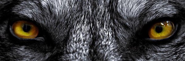 jon306 Profile Banner