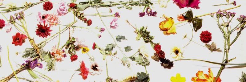 amanda aguirre banner