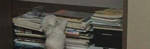 ᴀɴɢɪᴇ 🐯 banner