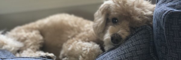 vosevich Profile Banner