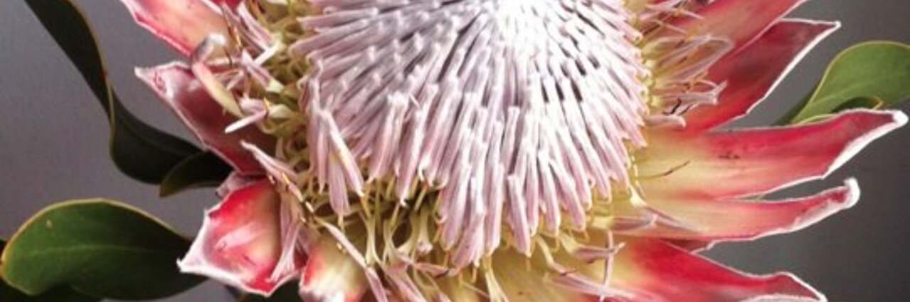 EvolveLeadteam's profile banner image