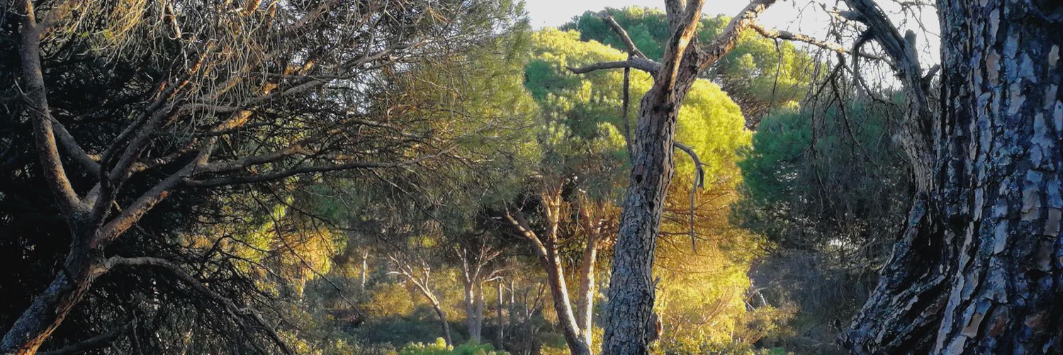 desdelcerro's profile banner image