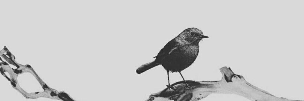 vp_9841's profile banner image