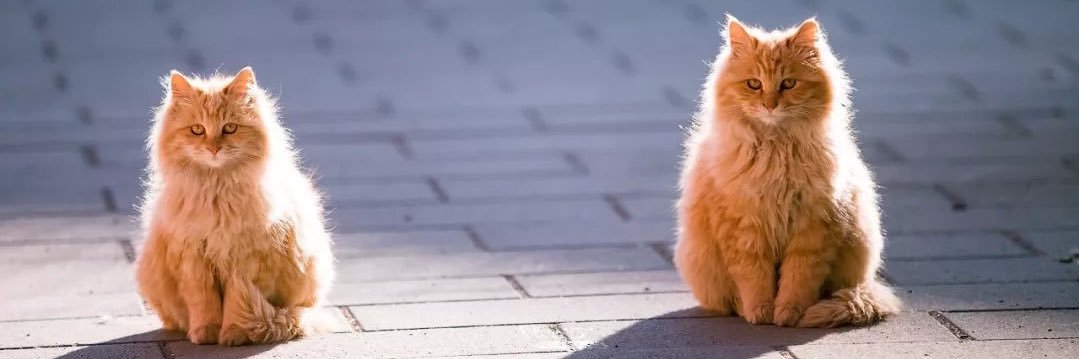 cliffbabao's profile banner image