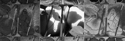 Ornamental_byVB's profile banner image