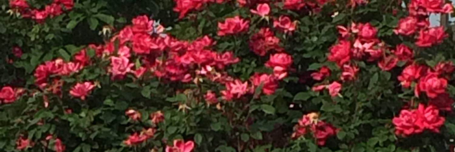 angmariee's profile banner image