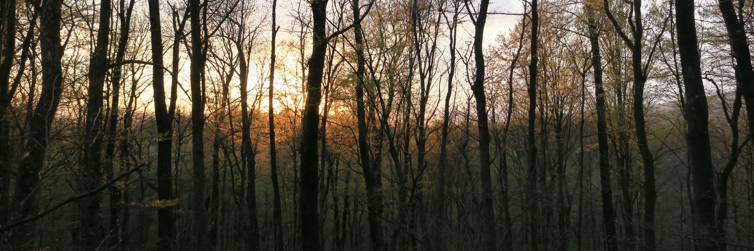 sarcastd's profile banner image