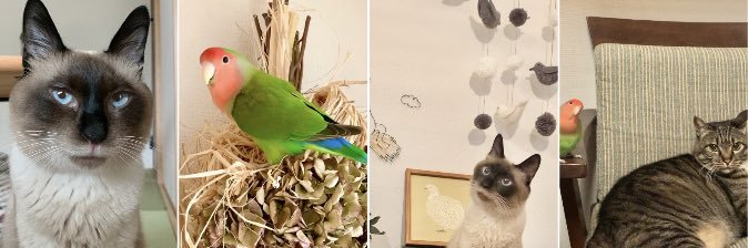 rocochi_0121's profile banner image