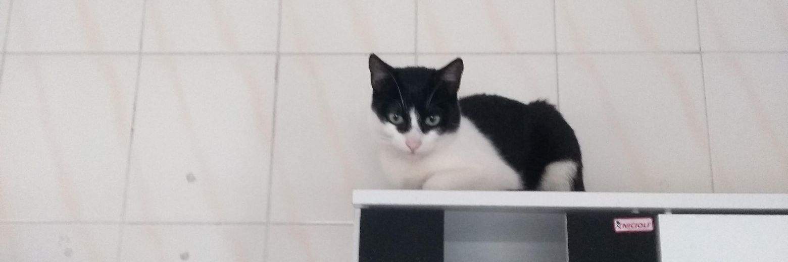 Santana 🖌️🎞️ Vtuber banner