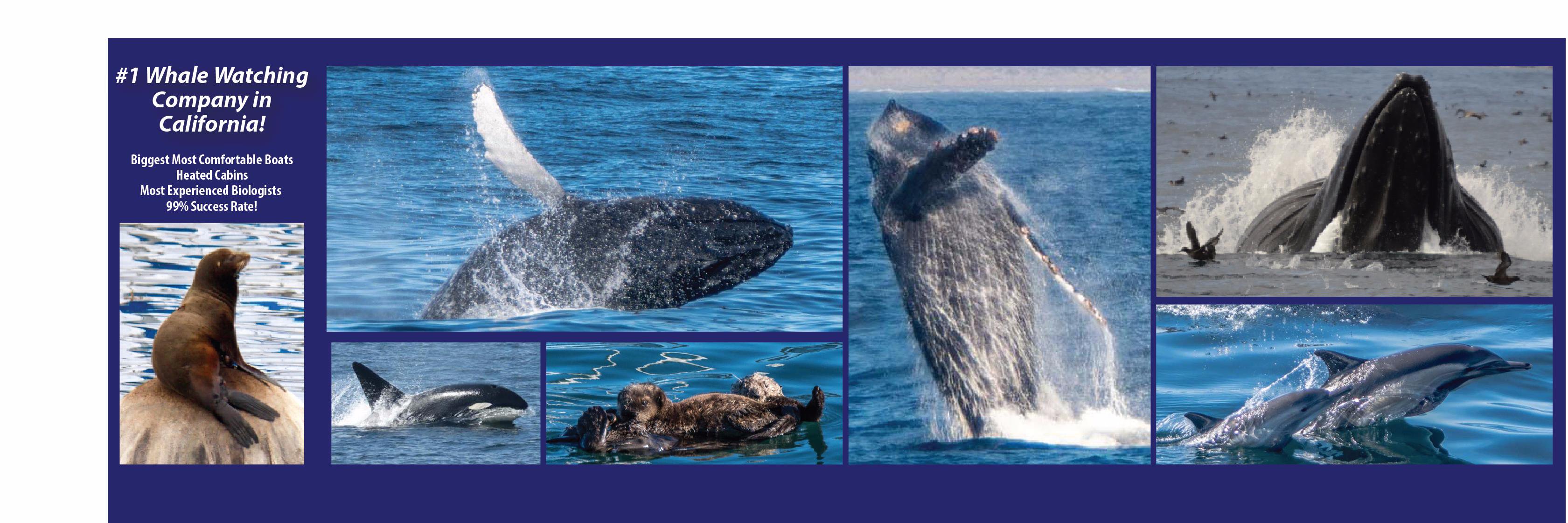 Princess Monterey banner