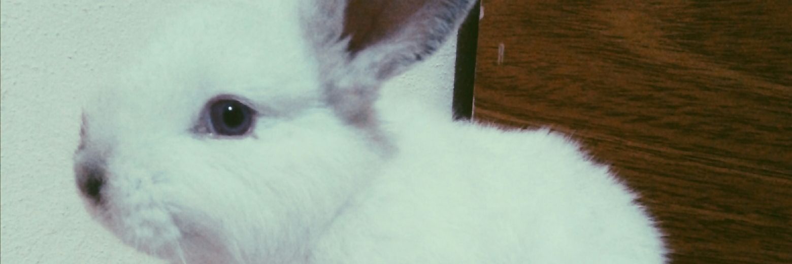 micaelatesan's profile banner image