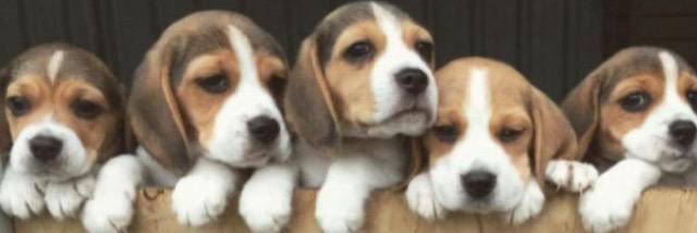 jamie_beee's profile banner image