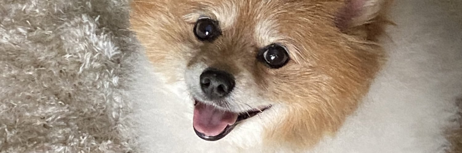 maddyyourddy's profile banner image