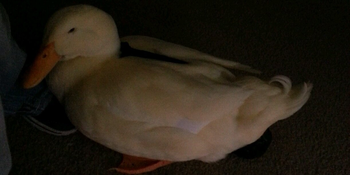 JustDucky29's profile banner image