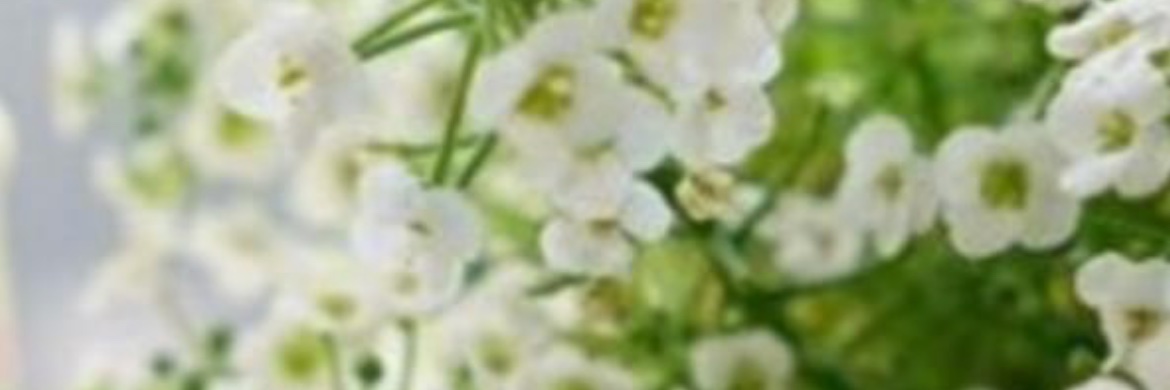 rikouyoung's profile banner image
