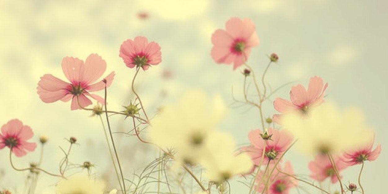 serenaaa_97's profile banner image