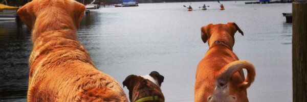 RDaly02 Profile Banner