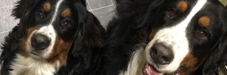 Sarah✨ ♡ banner